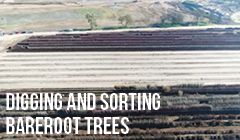 Digging and Sorting Bareroot Trees