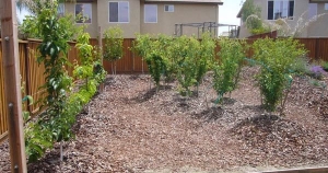 backyard orchard 