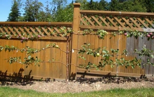 Espalier