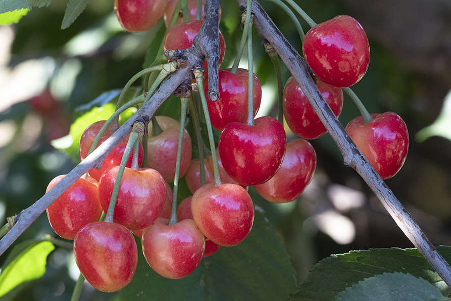 Rare Royal Ann CHERRY Fruit Tree 2,6 Or10 Seeds-great for Growing Indoors  in a Pot-very Sweet fresh Harvested in Our Us Farmships Same Day 