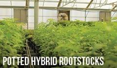 Potted Hybrid Rootstocks