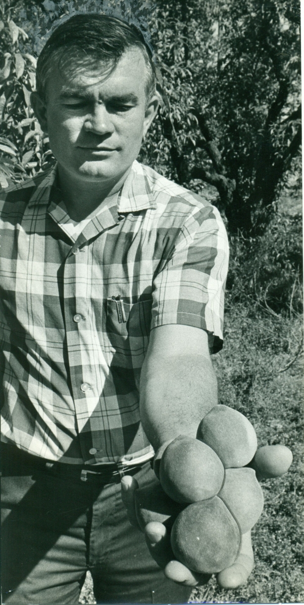 Floyd displaying a handful of peaches