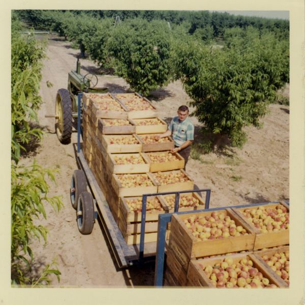 Floyd with tractor and trailerload of peaches