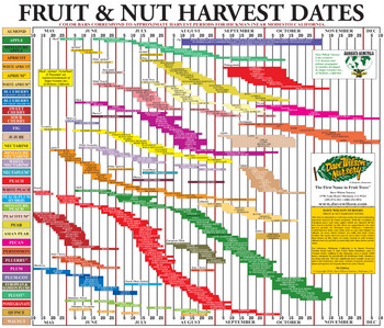 fruit an dnut chart