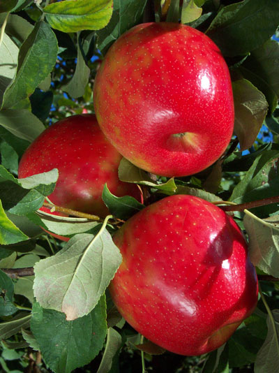 Sweet + Crunchy = Honeycrisp Apples - Wolff's Apple House