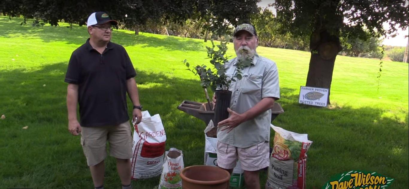 Planting Container Blueberries