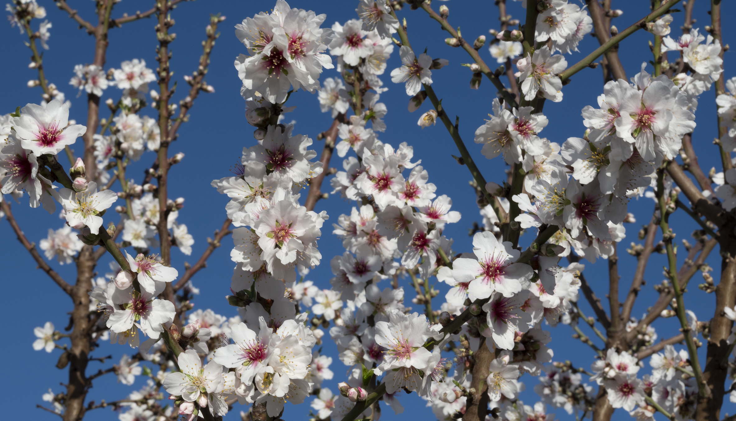 Red Mcintosh » Store » Tomorrow's Harvest by Burchell Nursery