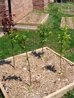 mulched raised bed planting 