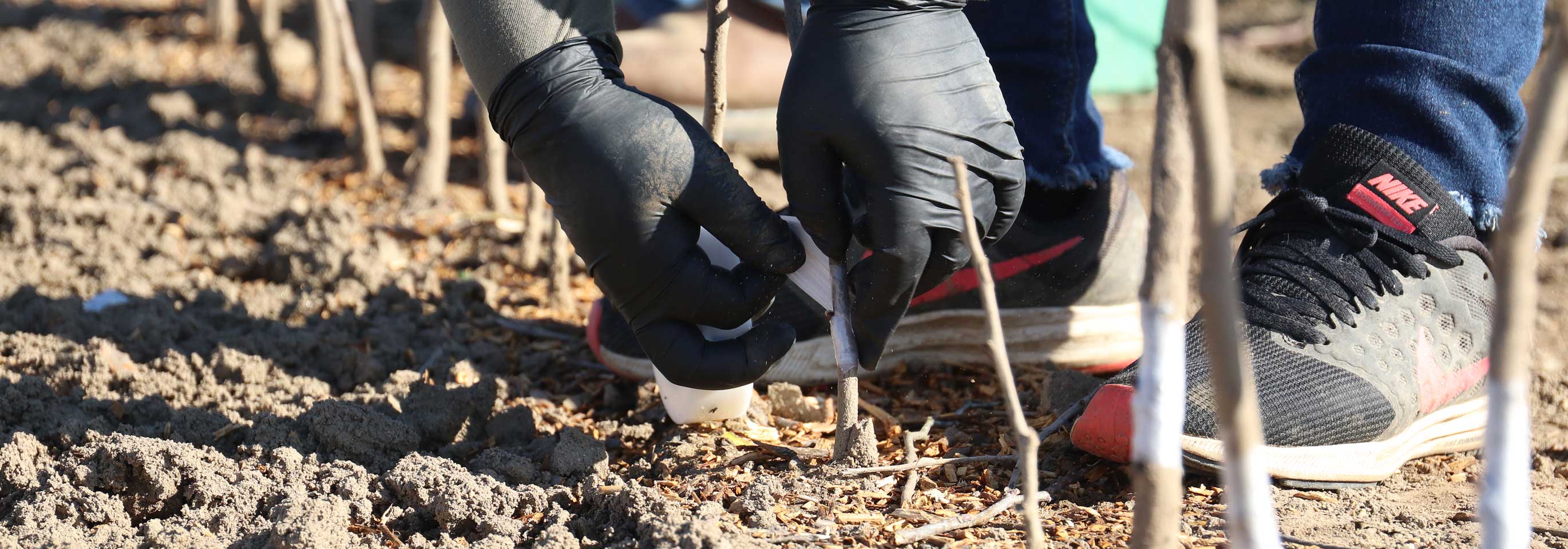 Home Orchard Planting Season 2019-2020 