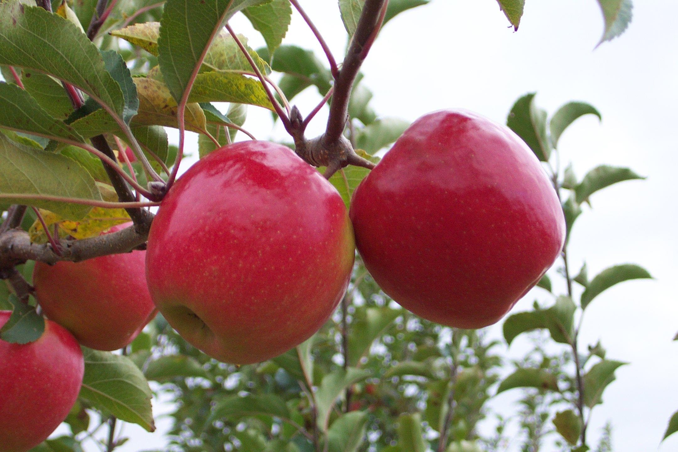 Pink Lady Apple Trees For Sale at Ty Ty Nursery