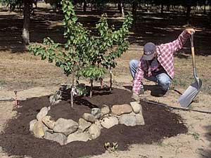 Raised Bed