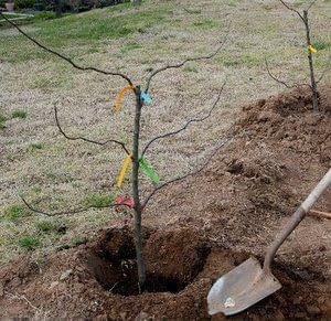 planting fruit trees 